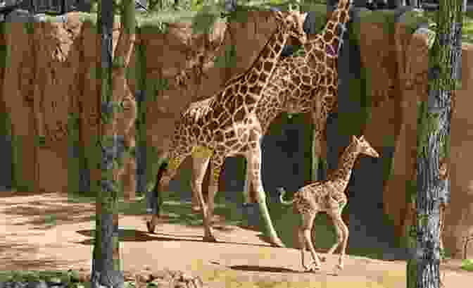 A Family Looking At Giraffes At The Dallas Zoo Dallas Dozen: Free Family Fun