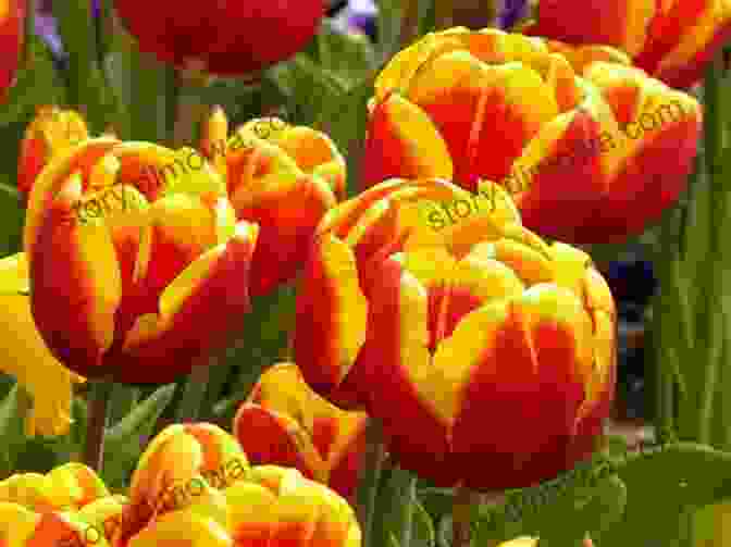 A Field Of Colorful Tulips, Blooming In Vibrant Hues Of Red, Yellow, Pink, And Purple The Spring Flowers Connected Part1: Workshops In World Crochet Step By Step (001)