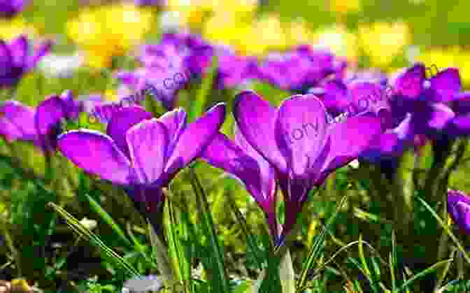 A Field Of Purple Crocuses, Blooming In A Vibrant Display Of Color The Spring Flowers Connected Part1: Workshops In World Crochet Step By Step (001)