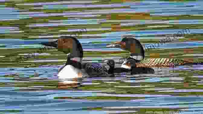 A Group Of Loons Swimming In A Lake LOONS Rosalee Adams