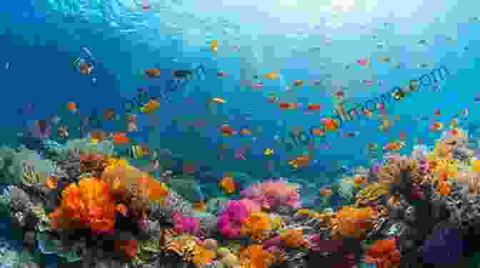 Divers Explore A Vibrant Coral Reef Teeming With Marine Life. The Great Run: The Dream And The Adventure (San Giorgio)